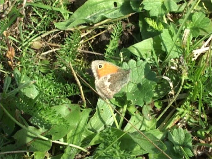 Kleines Wiesenvögelchen ( Coenonympha pamphilus ), Flügelunterseite : Am Niederrhein, Biotop, 02.09.2004